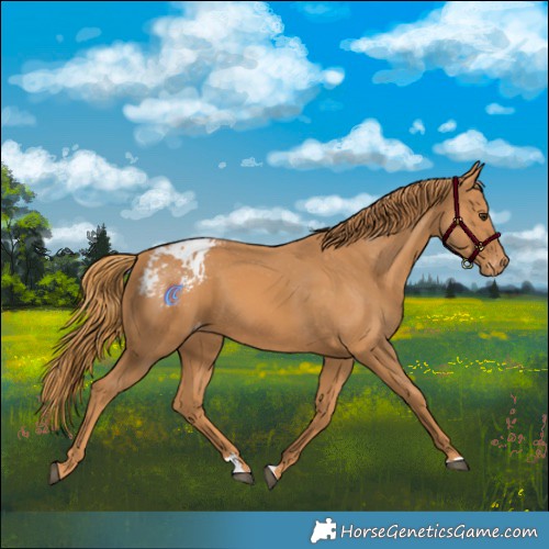 Horse Color:Chestnut Appaloosa 