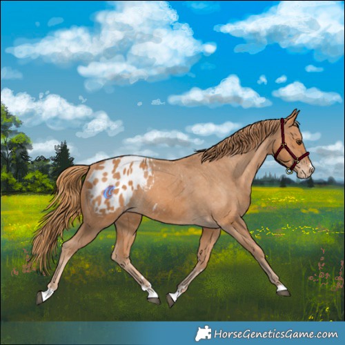 Horse Color:Chestnut Appaloosa 