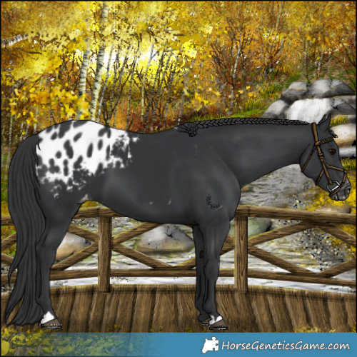 Horse Color:Black Appaloosa 