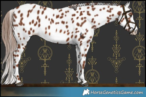 Horse Color:Chestnut Appaloosa