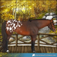 Horse Color:Bay Appaloosa 