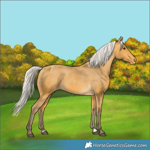 Horse Color:Silver Buckskin Varnish 