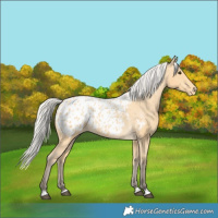 Horse Color:Silver Buckskin Appaloosa 