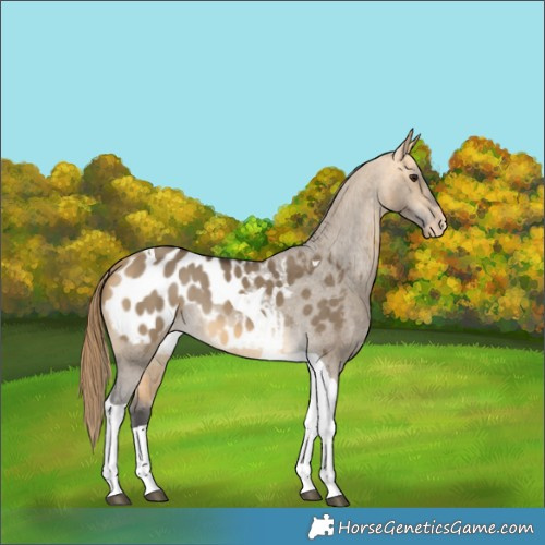 Horse Color:Buckskin Dun Tobiano Blanket 