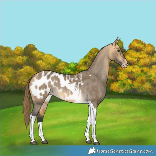 Horse Color:Buckskin Dun Tobiano Appaloosa 