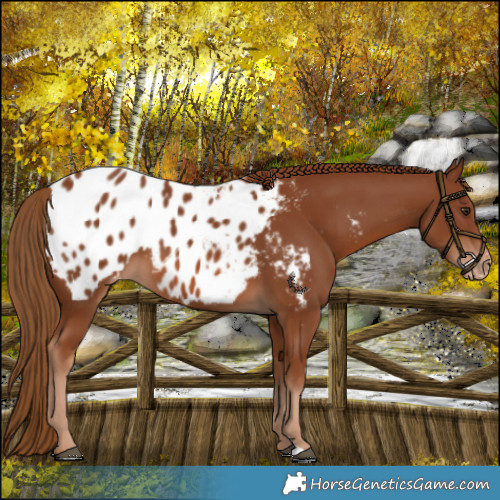 Horse Color:Chestnut Appaloosa