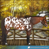 Horse Color:Bay Near Leopard 