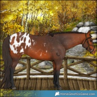 Horse Color:Bay Blanket 