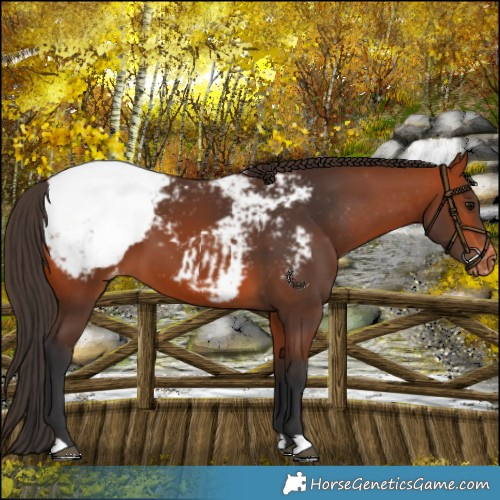 Horse Color:Bay Snowcap 