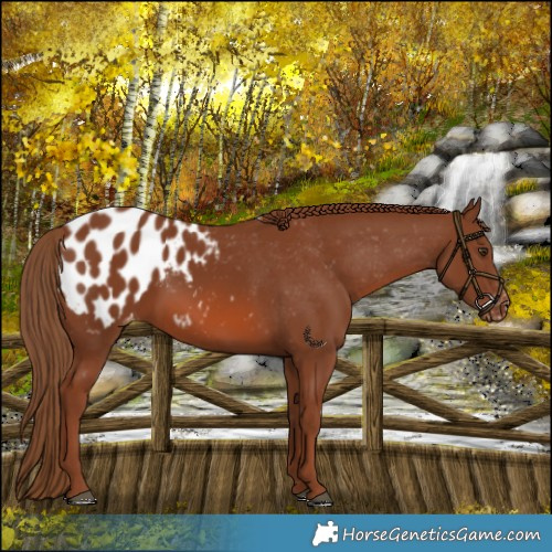 Horse Color:Chestnut Blanket 