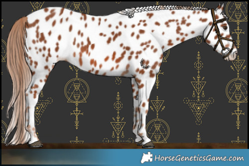 Horse Color:Chestnut Appaloosa