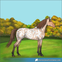 Horse Color:Bay Roan Dun Appaloosa 