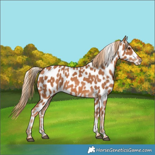 Horse Color:Chestnut Leopard 