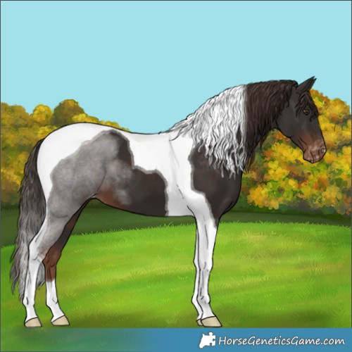 Horse Color:Liver Chestnut Tobiano Appaloosa 