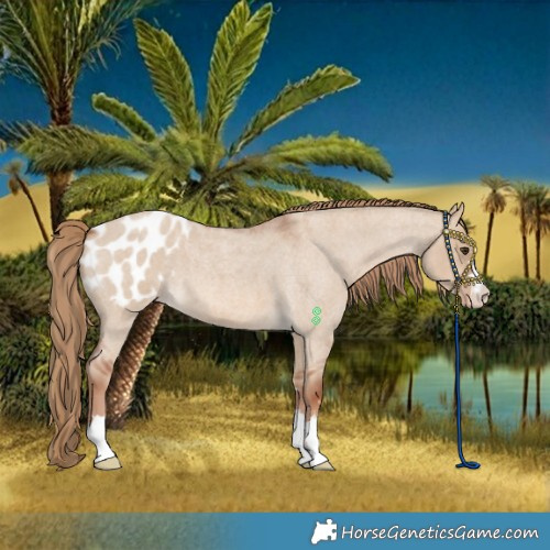 Horse Color:Red Dun Roan Blanket 