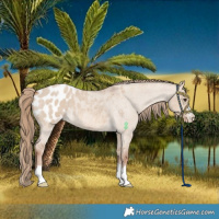 Horse Color:Red Dun Roan Blanket