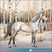 Horse Color:Gray Buckskin Appaloosa 