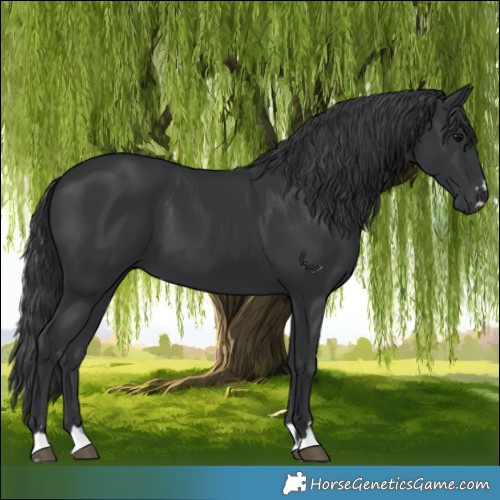 Horse Color:Black 