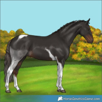 Horse Color:Liver Chestnut Tobiano 