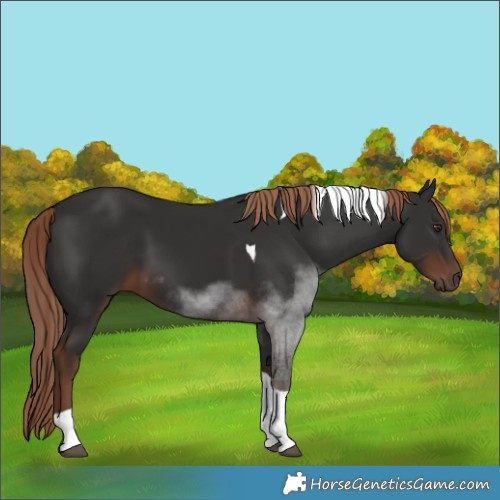 Horse Color:Liver Chestnut Tobiano 