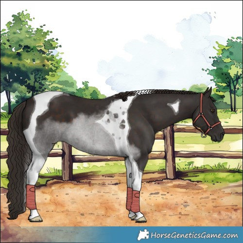 Horse Color:Liver Chestnut Tobiano 