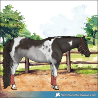 Horse Color:Liver Chestnut Tobiano