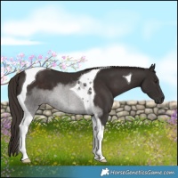Horse Color:Liver Chestnut Tobiano 