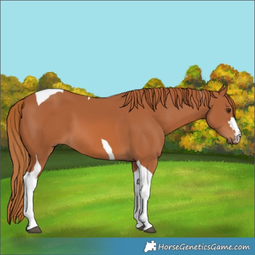Horse Color:Chestnut Tobiano 