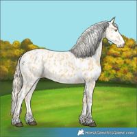 Horse Color:Palomino Near Leopard  and Palomino Splash Near Leopard 