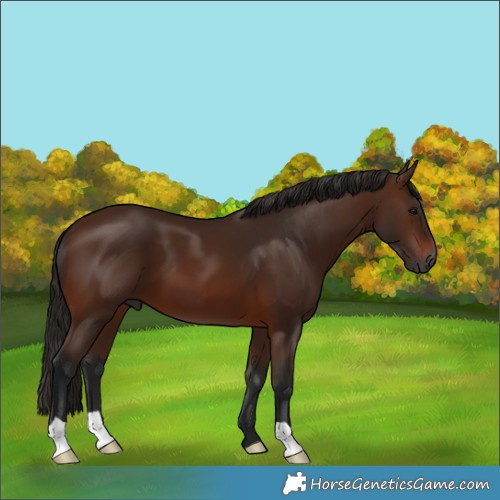 Horse Color:Gray Bay 