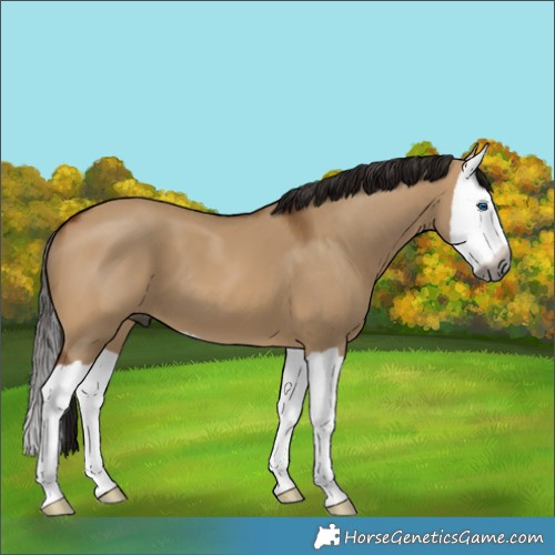 Horse Color:Gray Bay Dun Splash 