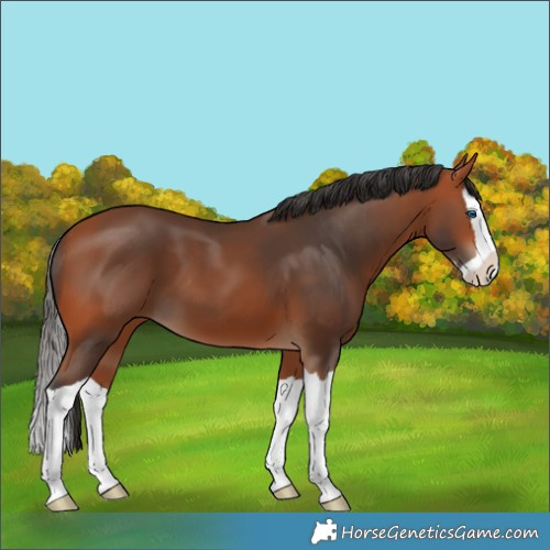 Horse Color:Bay Splash 