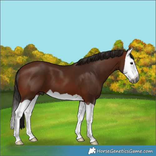 Horse Color:Gray Bay Splash 
