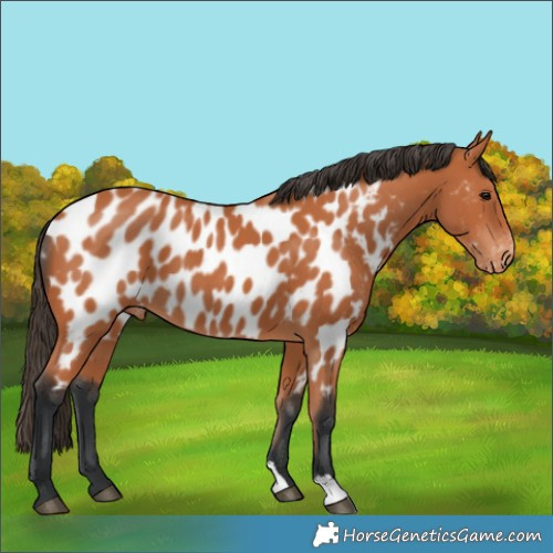 Horse Color:Bay Appaloosa 