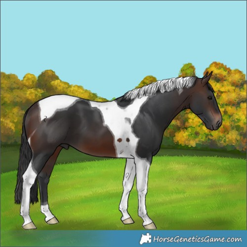 Horse Color:Brown Tobiano 