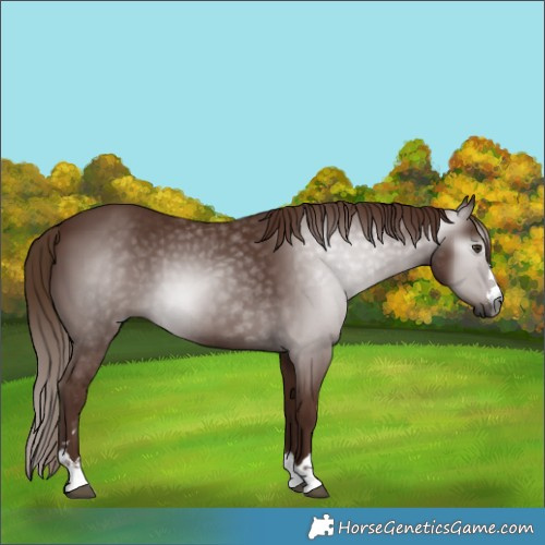 Horse Color:Gray Chestnut 