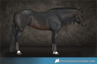 Horse Color:Brown Tobiano 