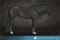 Horse Color:Brown Tobiano