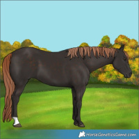 Horse Color:Liver Chestnut