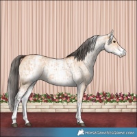 Horse Color:White Spotted Bay Dun Rabicano  and White Spotted Bay Dun Rabicano 