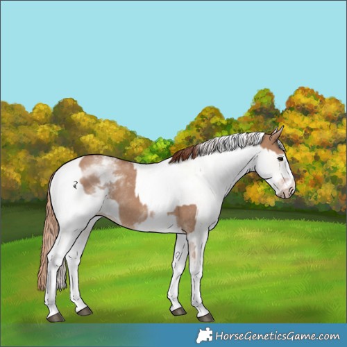 Horse Color:White Spotted Red Dun Rabicano  and White Spotted Gold Champagne Dun Rabicano 