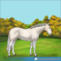 Horse Color:Silver Buckskin Roan Splash 