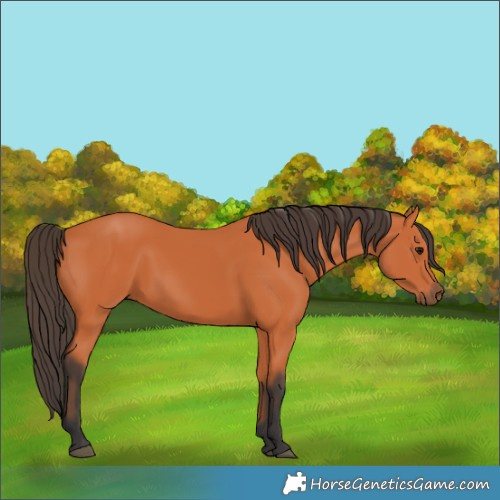 Horse Color:Bay 