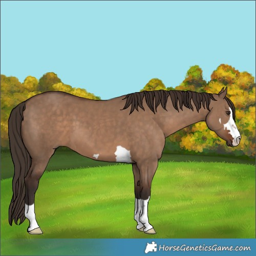 Horse Color:Liver Red Dun 