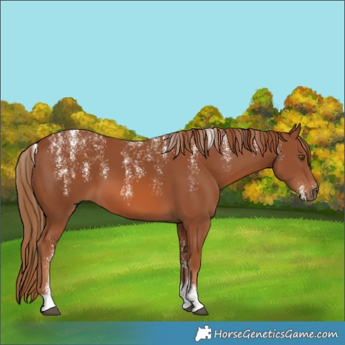 Horse Color:Powder White Chestnut 