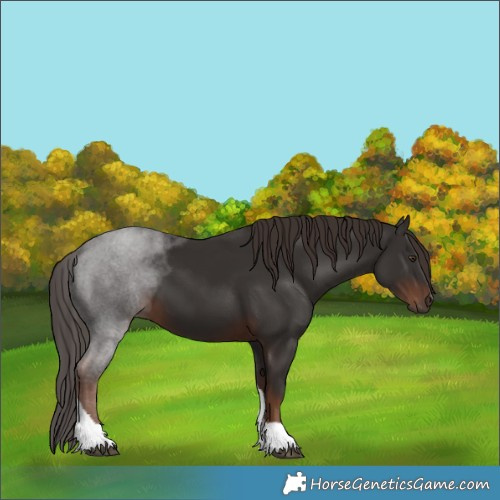 Horse Color:Liver Chestnut Tobiano 