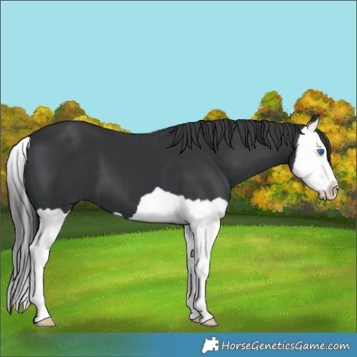 Horse Color:Black Splash 