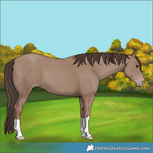 Horse Color:Classic Champagne