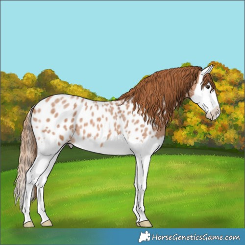 Horse Color:Red Roan Splash Appaloosa 