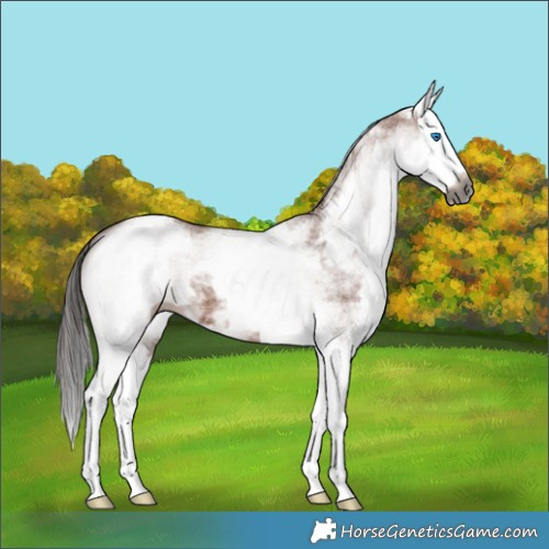 Horse Color:Gray White Spotted Bay Splash